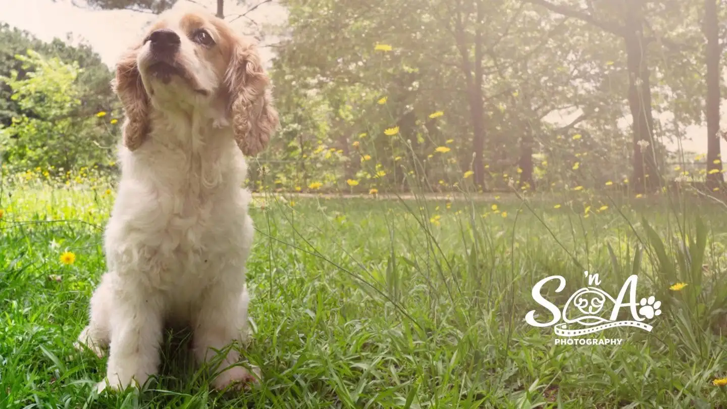 Spaniel sitting among sunlit grass and wildflowers