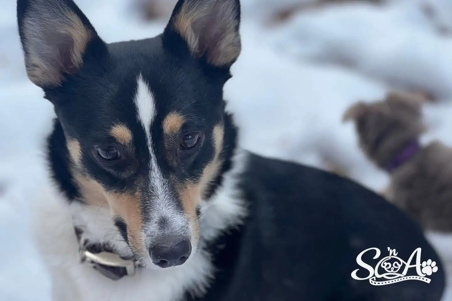 Alert black and tan dog looking toward the camera