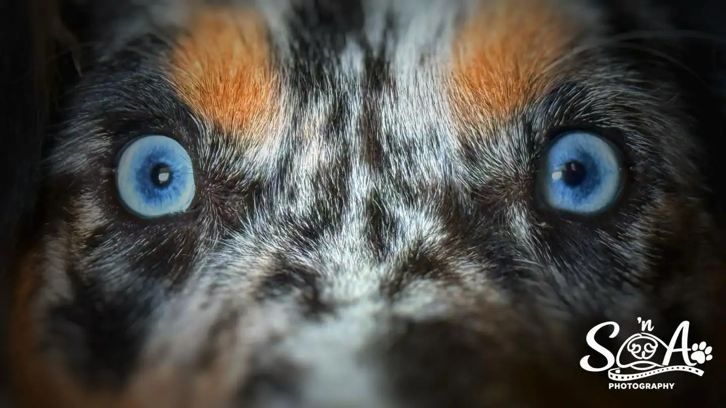 Close portrait of a dog's bright blue eyes
