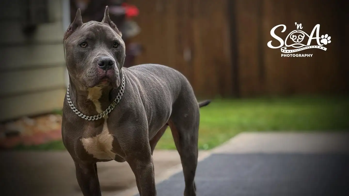 Confident gray dog portrait