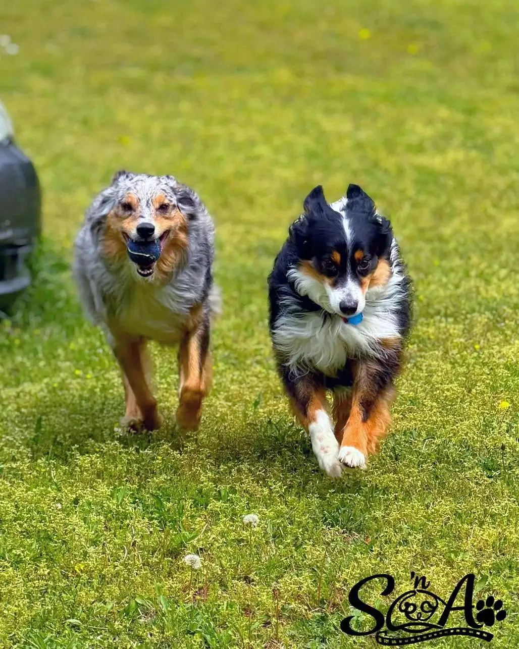 Two Australian shepherds running toward the camera
