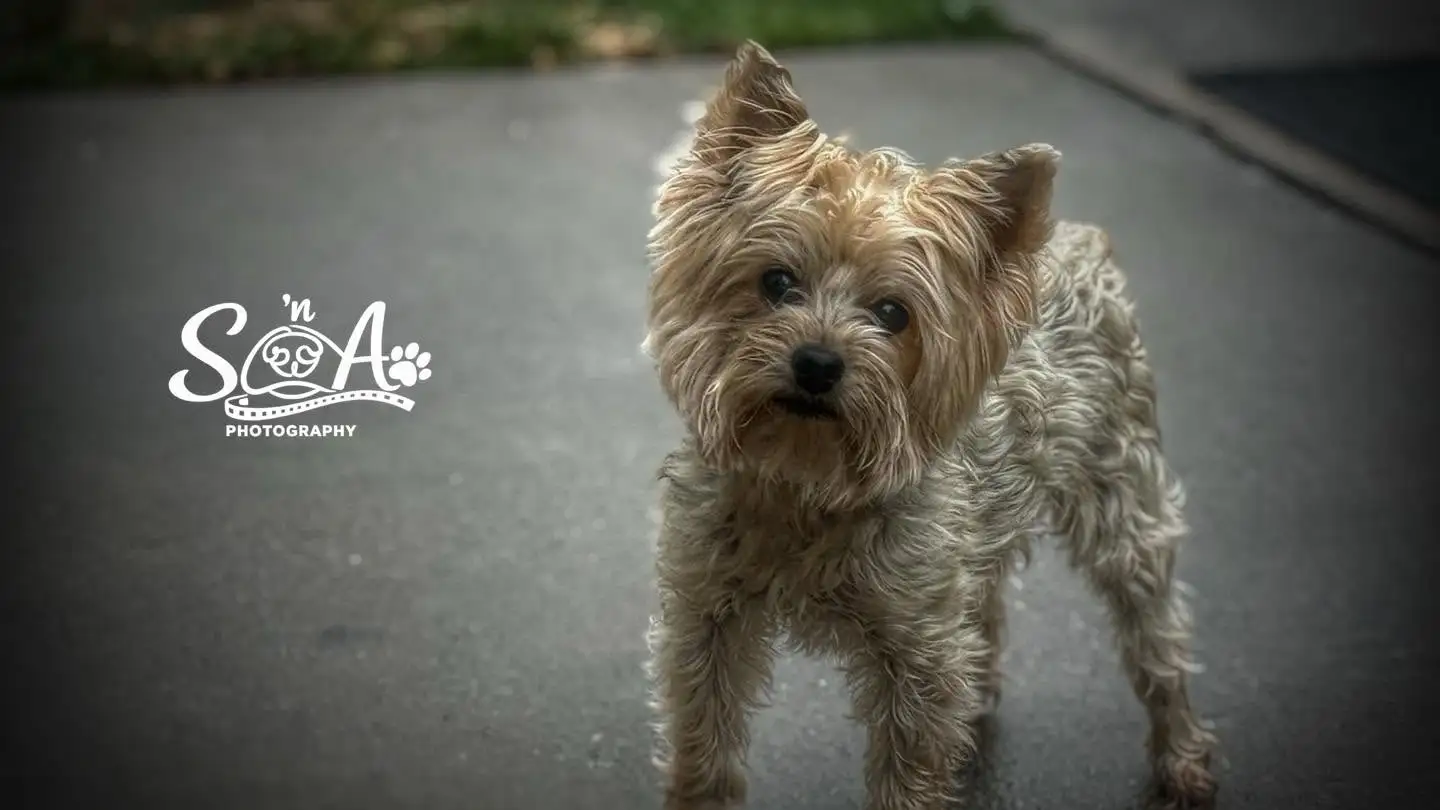 Small terrier standing attentively for a portrait