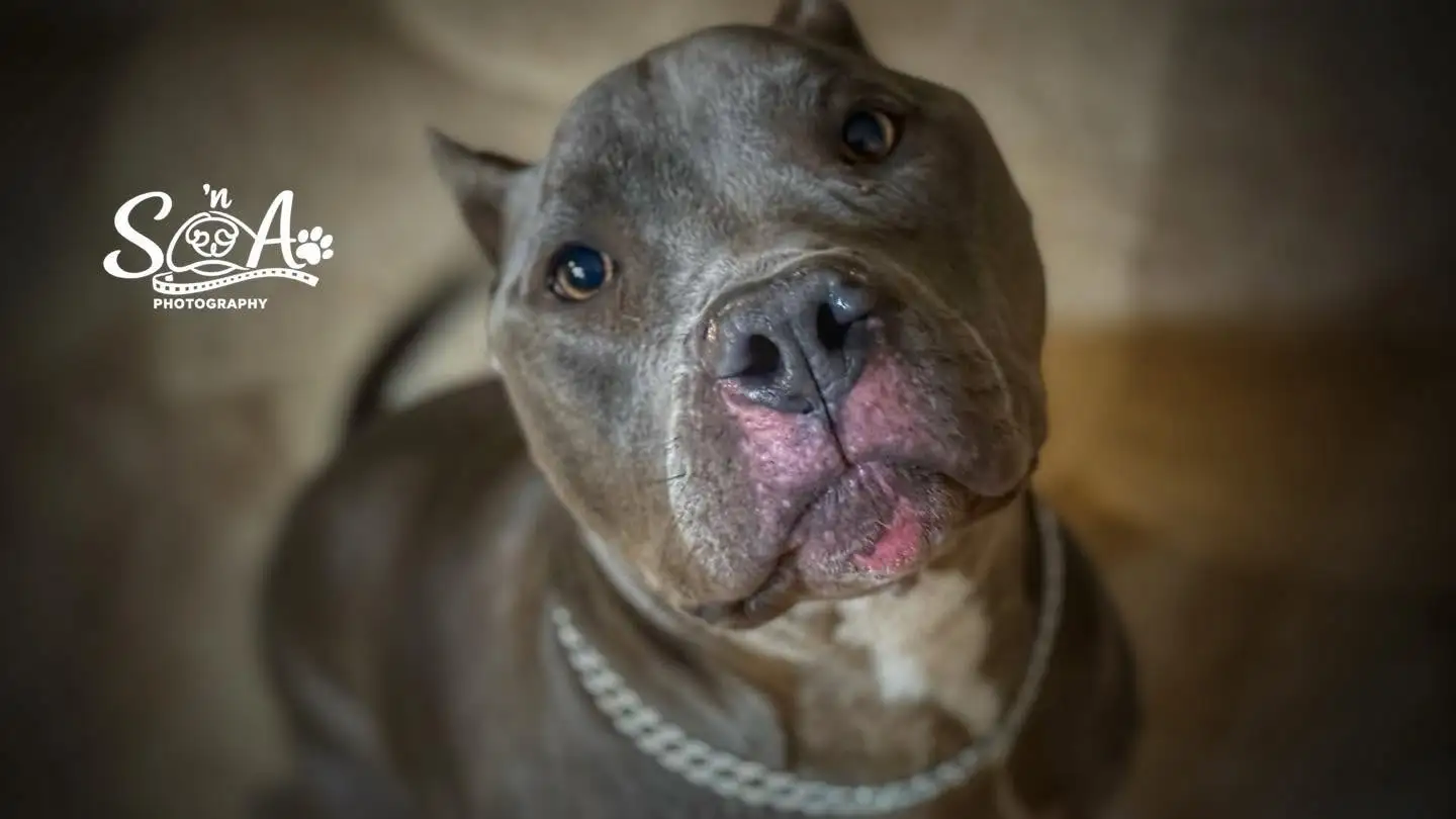 Expressive gray dog portrait