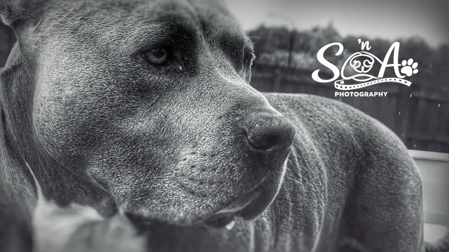 Black and white dog portrait