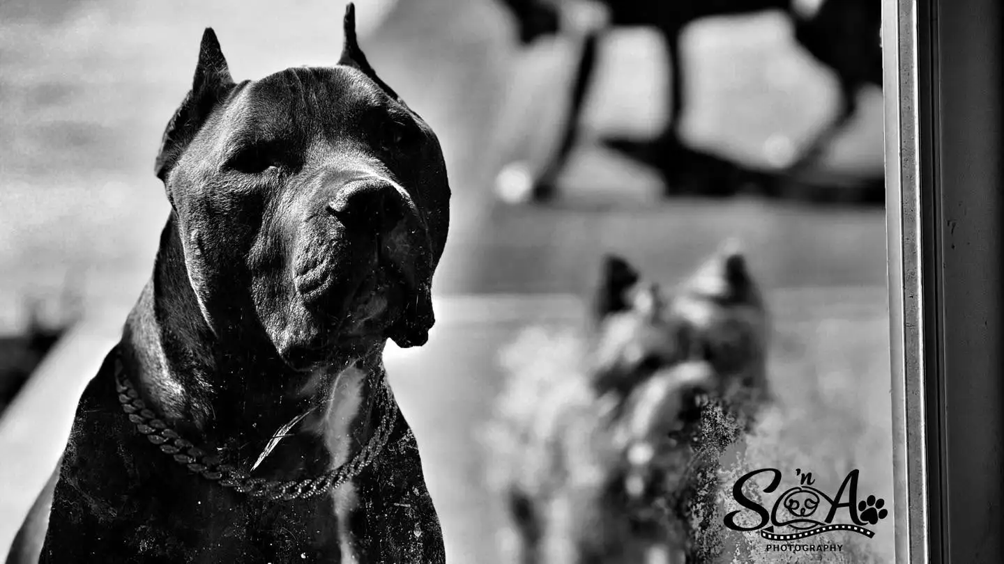 Black and white event portrait