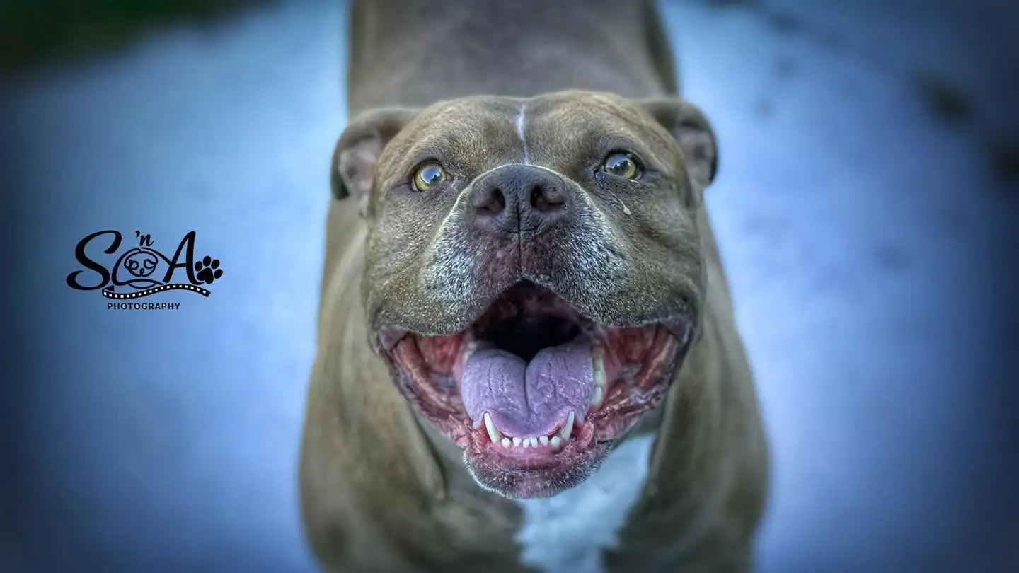Happy gray dog portrait