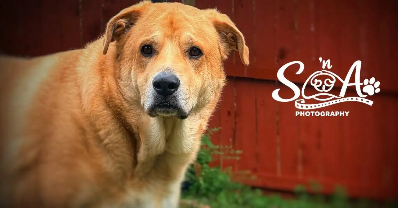 Golden dog beside a red barn