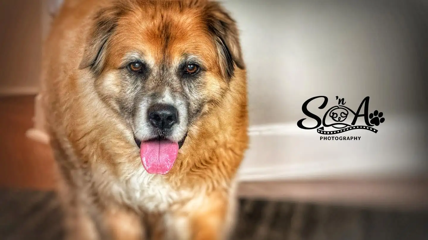 Senior dog portrait