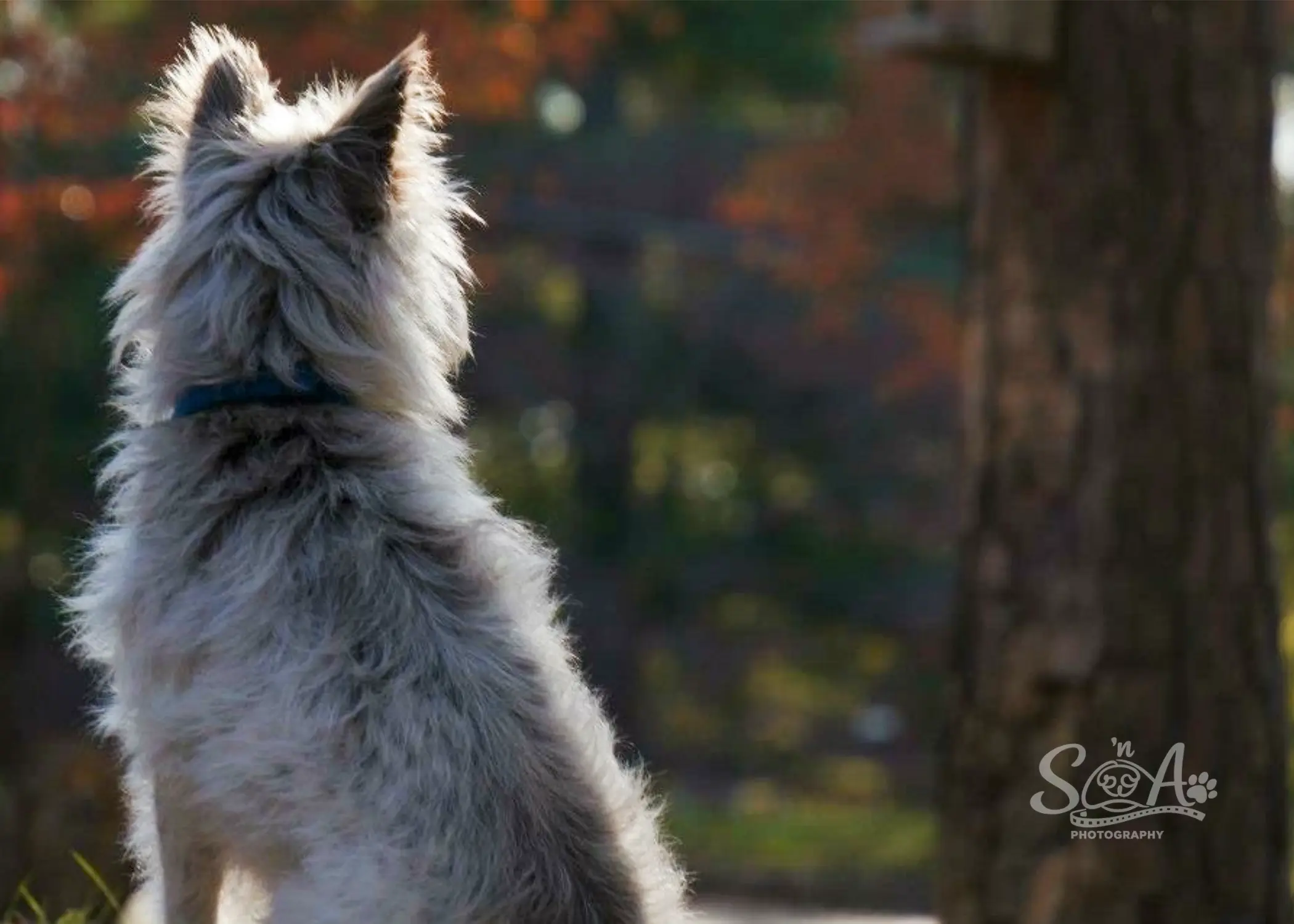 Charley watching the warm evening light outdoors