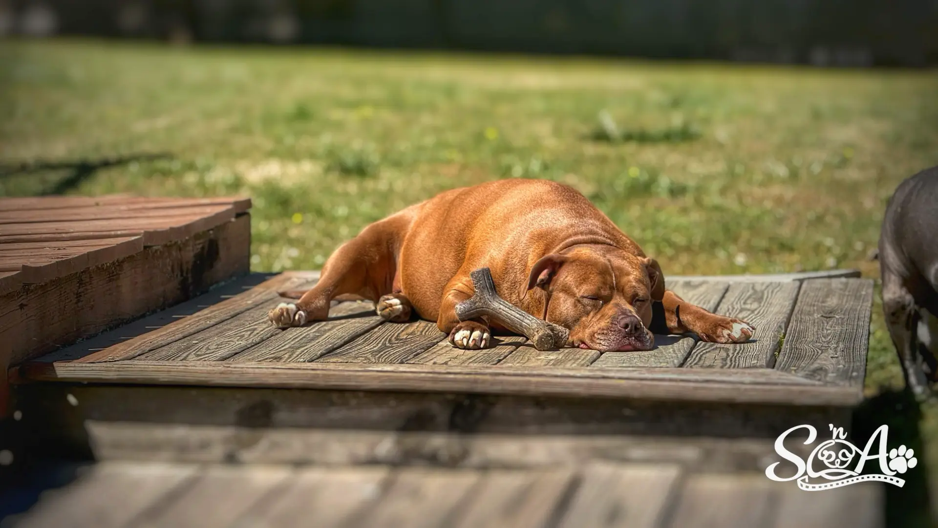Lucy sleeping in the sunshine beside her favorite stick