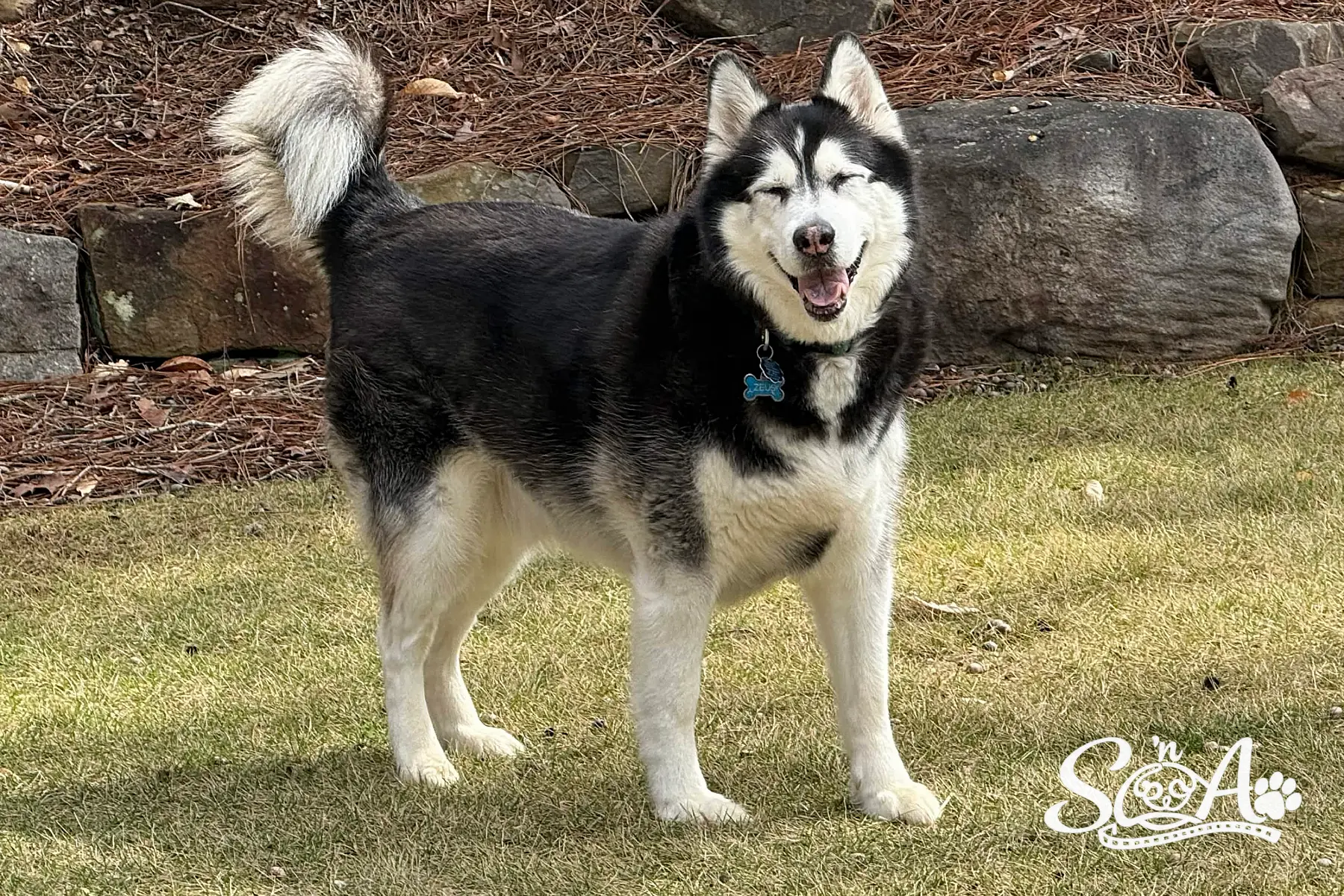 Zeus, a smiling black and white husky, standing outdoors